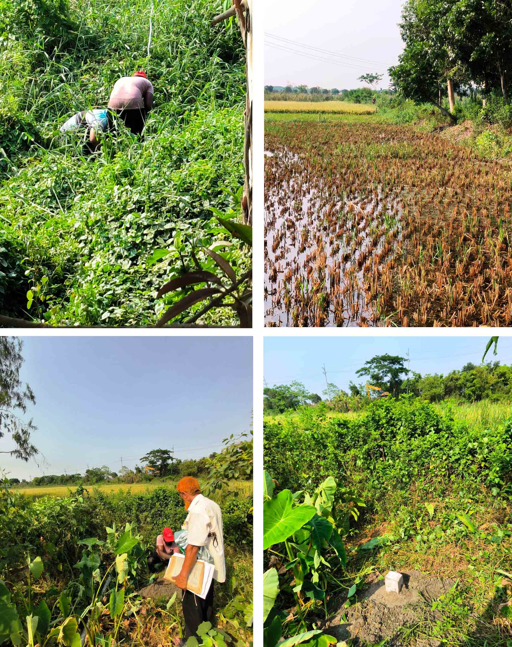 টুঙ্গিপাড়া পৌরসভার মালিকানাধীন সংরক্ষিত ময়লা প্রক্রিয়াজাত করনের স্থান